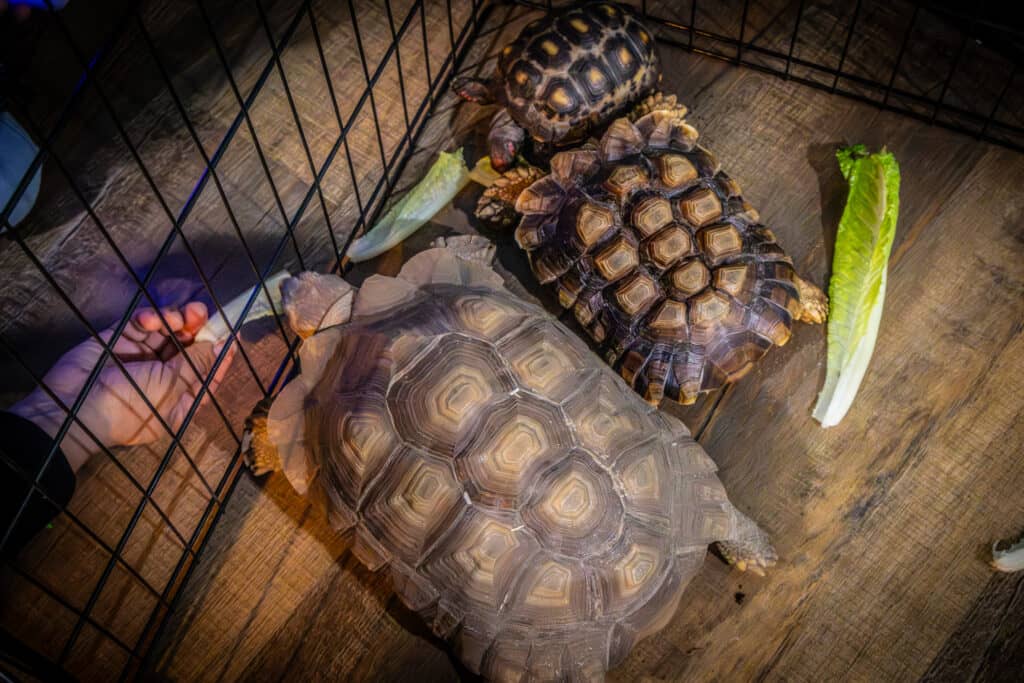 Three turtles in a cage.