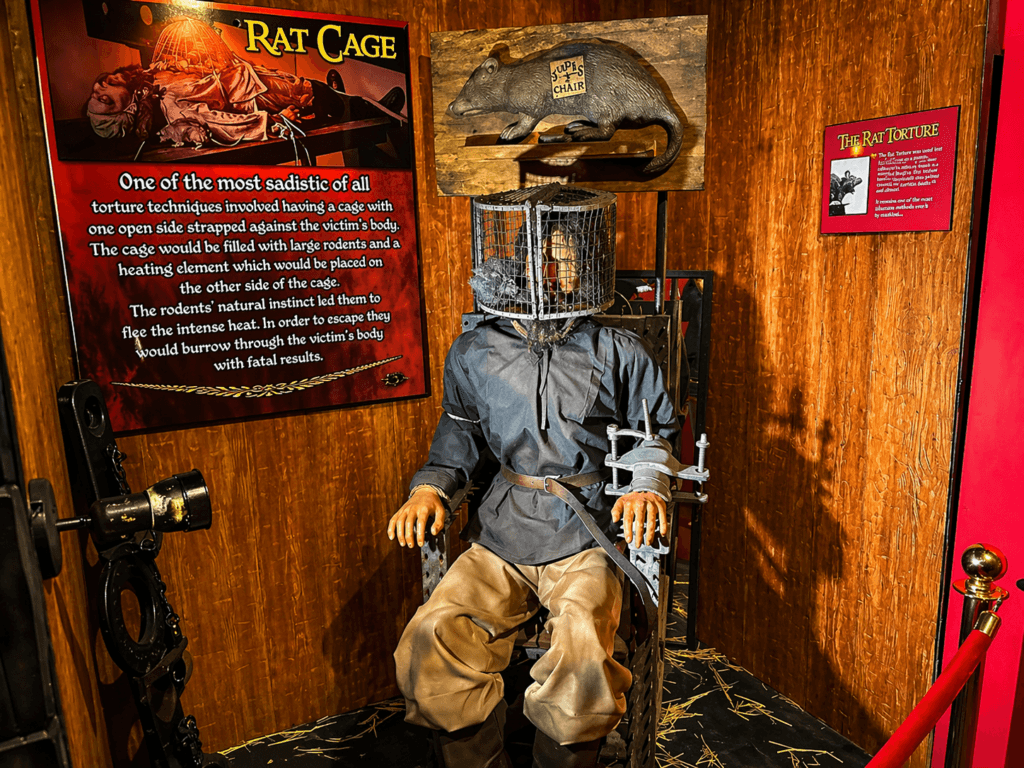 Medieval torture device display with rat