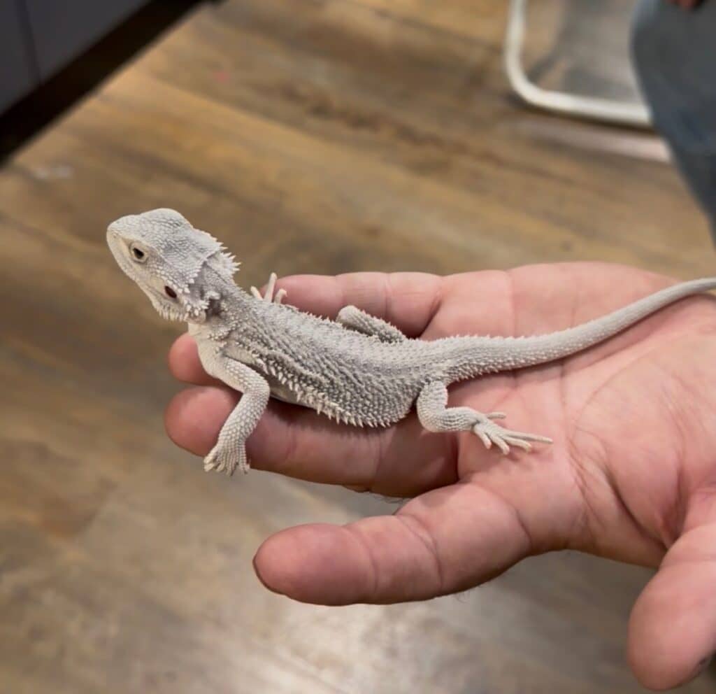 Bearded dragon on a hand