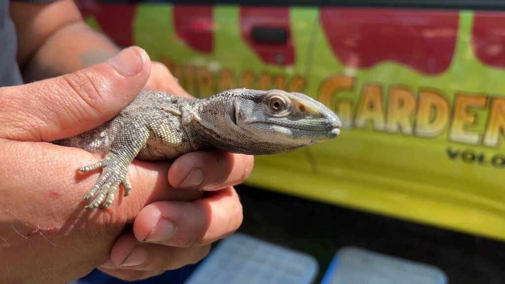 Person holding a lizard outdoors.
