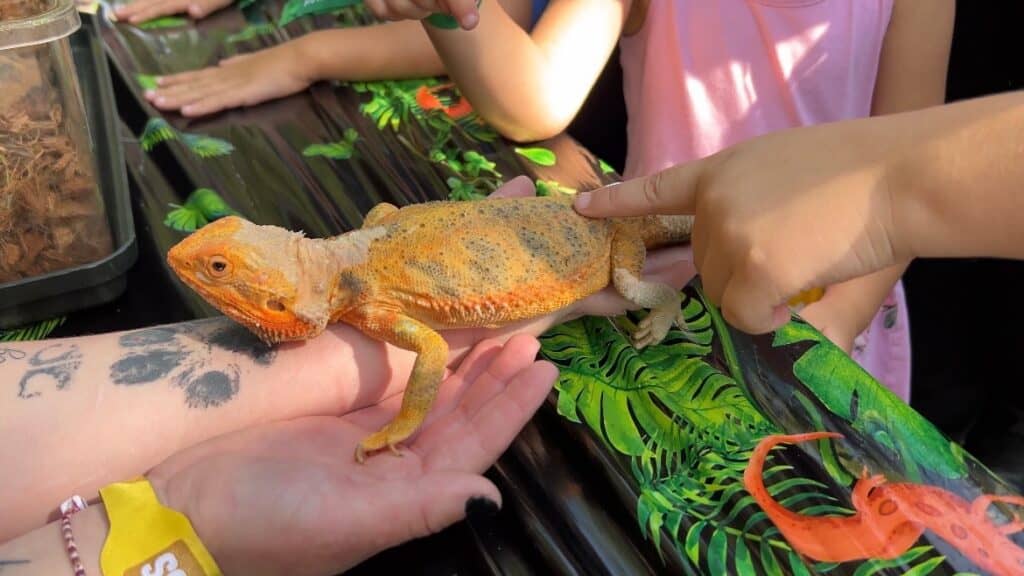 Child interacting with a lizard