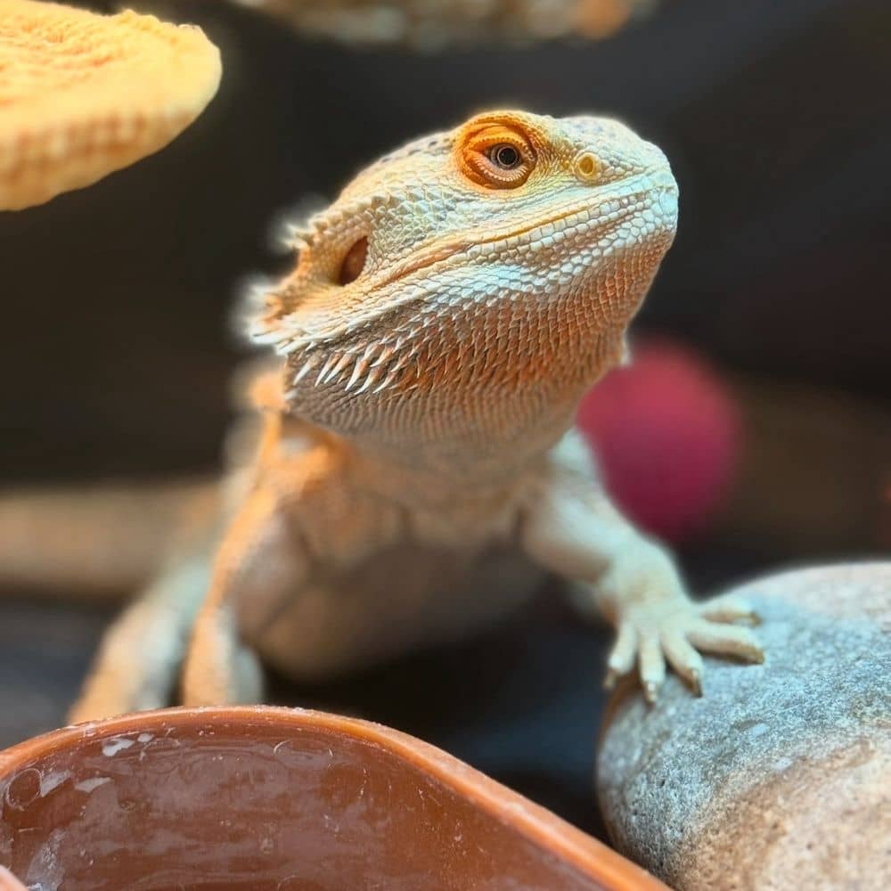 Bearded dragon on rocks and substrate